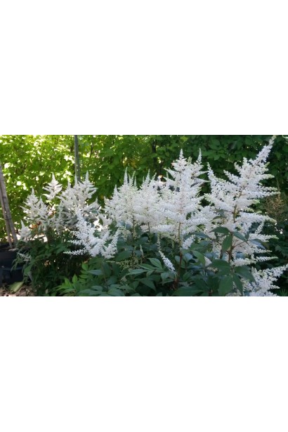 Астильба Арендса Браутшлеєр